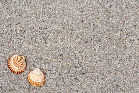 Different shells on a sand beach background