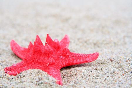 Red starfish on a sand beach background