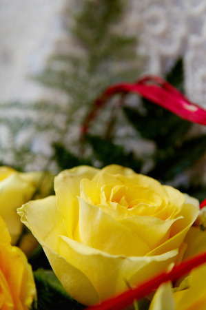 Bunch of yellow roses with red ribbonの写真素材
