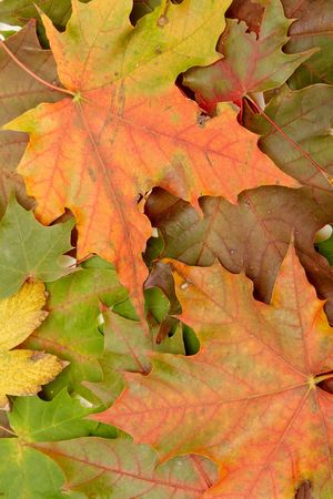 Colorful autumnal leaves on a white background