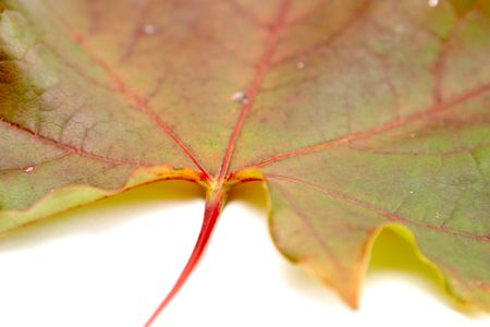 Autumnal maple leaf on a white background.の写真素材