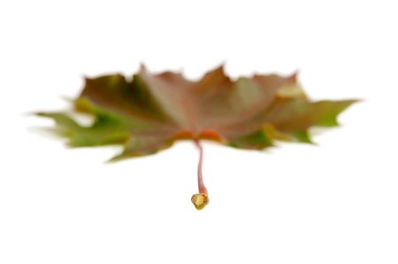 Autumnal maple leaf on a white bckground. の写真素材