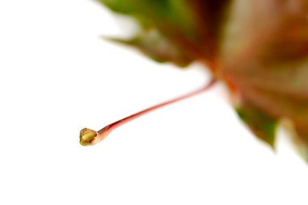 Autumnal maple leaf on a white bckground. の写真素材