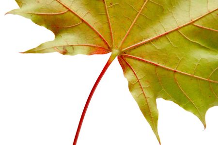 Autumnal maple leaf on a white bckground. 