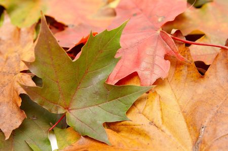 Colorful autumnal leaves on a white background