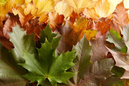 Colorful autumnal leaves on a white background