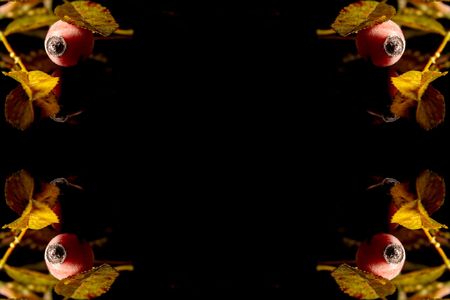 Red frosted rose hips on a black backgroundの写真素材