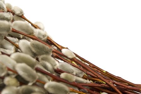 Twigs of willow with catkins on a white background
