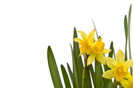 Buch of fresh yellow daffodils on whiteの写真素材