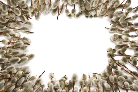 Twigs of willow with catkins on a white backgroundの写真素材