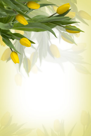 Yellow tulips background with free space for textの写真素材