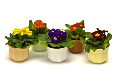 Primula flowers in pots on a white backgoundの写真素材