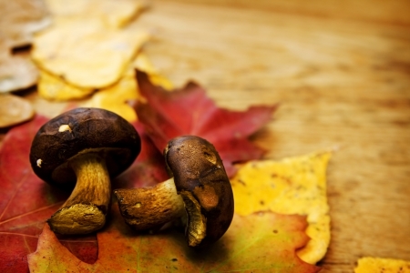 Colorful autumnal leaves lying on a wooden boardの写真素材