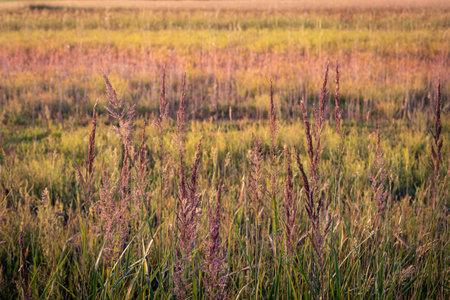 Purple-flowered bushgrass against the background of a multi-colored meadow arranged in stripesの写真素材