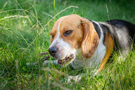 Beagle playing in the green grass on a summer afternoonの写真素材