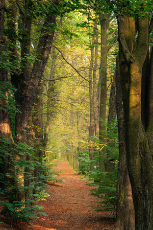 A forest path covered with brown leaves, lit by the summer sun.