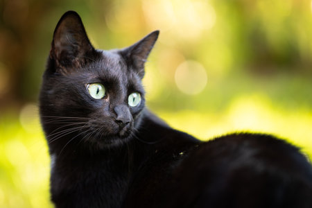 Black cat against the background of blurred autumn foliage on green grass