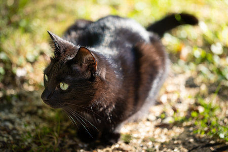 Black cat against the background of blurred autumn foliage on green grassの写真素材