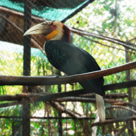 Hornbill Bird Live in Cages