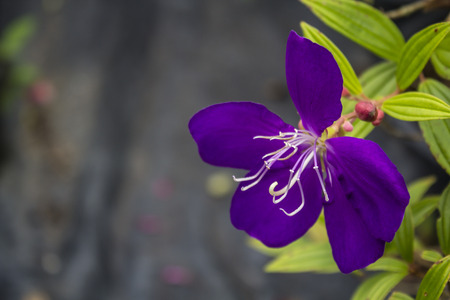 beautiful purple flowerの写真素材