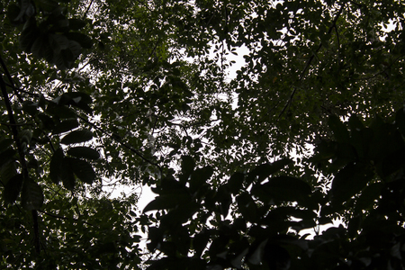 Nature in the forest Darkの写真素材