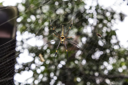 Spider insect trapの写真素材