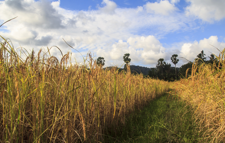 RICE IN RURAL FIELDの写真素材