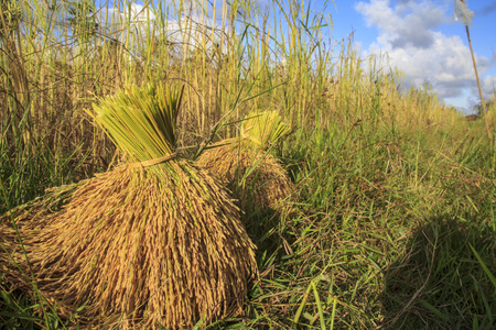 Harvest rice to eat.の写真素材