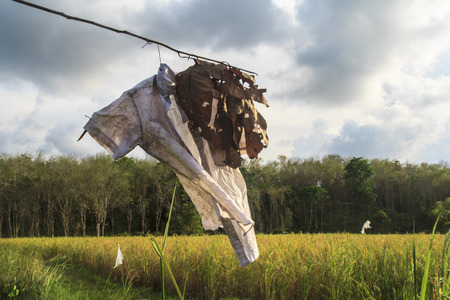 How to chase animals to damage crops.の写真素材