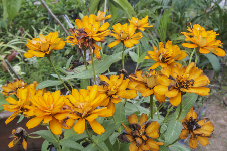 Flowers in the gardenの写真素材