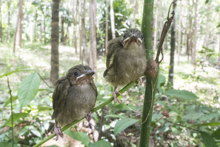 Birds are growing, Birds are leaving the nest ready to fly.の写真素材