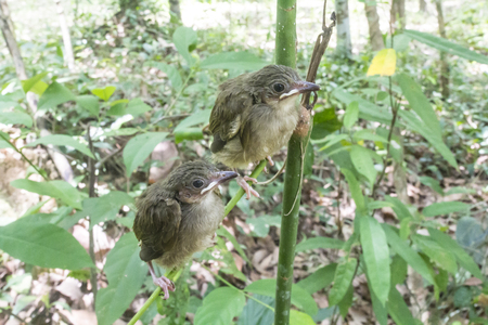 Birds are growing, Birds are leaving the nest ready to fly.の写真素材