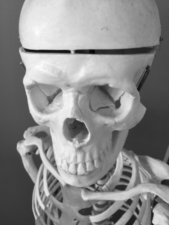 Skull in a lab closeup photo