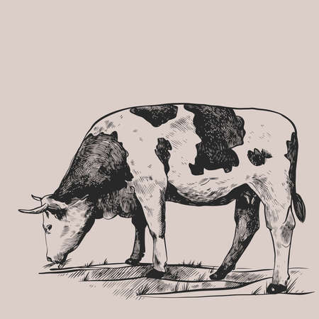 Cow in the meadow. Hand drawn in a graphic style. Vintage vector engraving illustration for poster, web, packaging, branding, flyer, print. Isolated on gray backgroundのイラスト素材