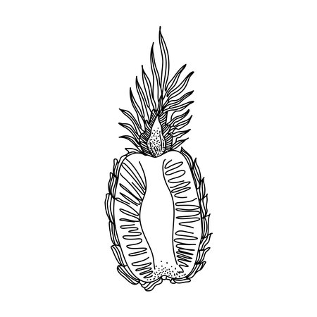 Pineapple doodle vector. Slice fruit in hand drawn, sketch and oneline styles. Illustration isolated on white background for print, icon, packagingのイラスト素材