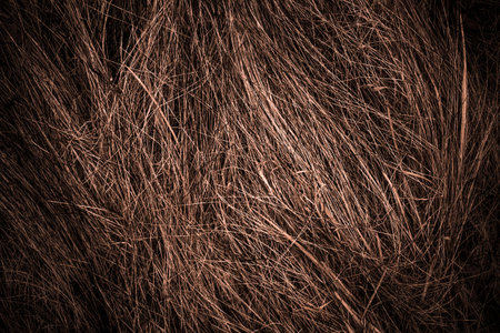Background from dry grass. natural background for design. Place for text. natural wallpaper.
