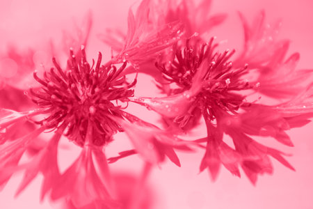 Cornflowers close up with bokeh. Macro. Soft focus.の写真素材