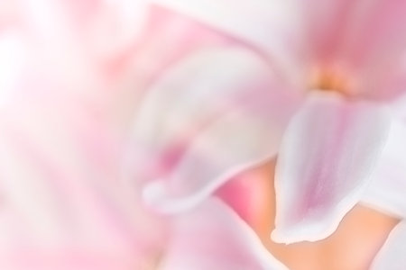 Abstract floral background. pink hyacinth petals. soft focus. spring wallpapers.の写真素材