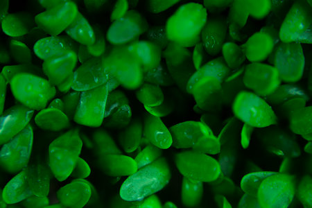 Microgreen background close-up, top view. Seed sprouts are green.の写真素材