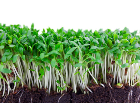 Microgreens with roots in the ground isolated on a white background.の写真素材