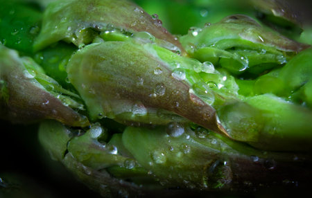 Fresh green asparagus with water drops, macro photography. selective focus.の写真素材