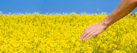 Man touches rapeseed flowers. Banner