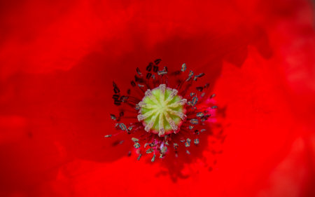 poppy flower. macro.の写真素材