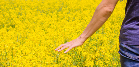 A farmers hand checks the rapeseed crop.の写真素材