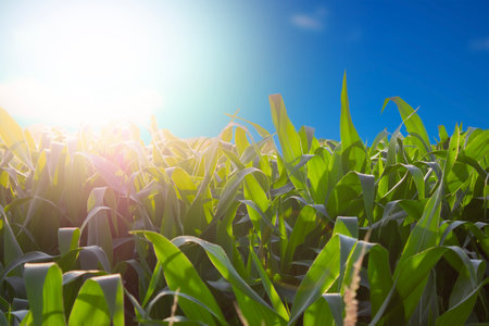 Corn field. Organic cultivation of cereal crops.の写真素材