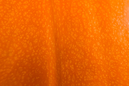 Texture of ripe orange pumpkin. macro. Abstract natural background.の写真素材