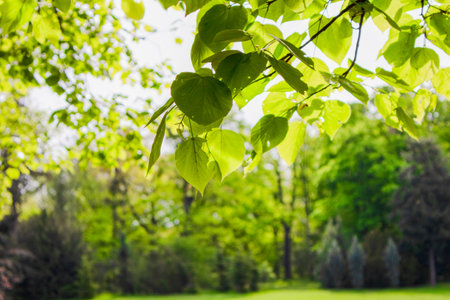 Close-up of leaves on branch in forest.の写真素材