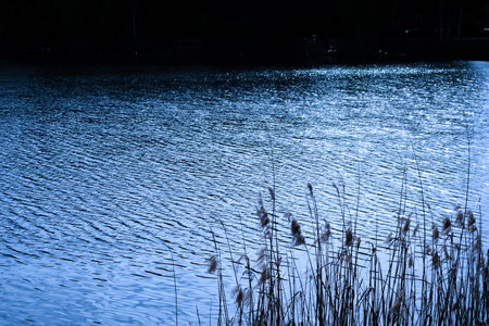 Marshy area with tall grass growing around a calm body of water.の写真素材
