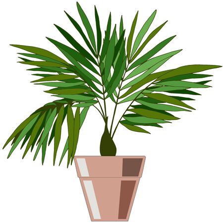 indoor plant in the pot on a white backgroundのイラスト素材