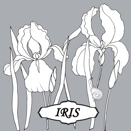 graphic drawing with a pencil of iris flowersのイラスト素材